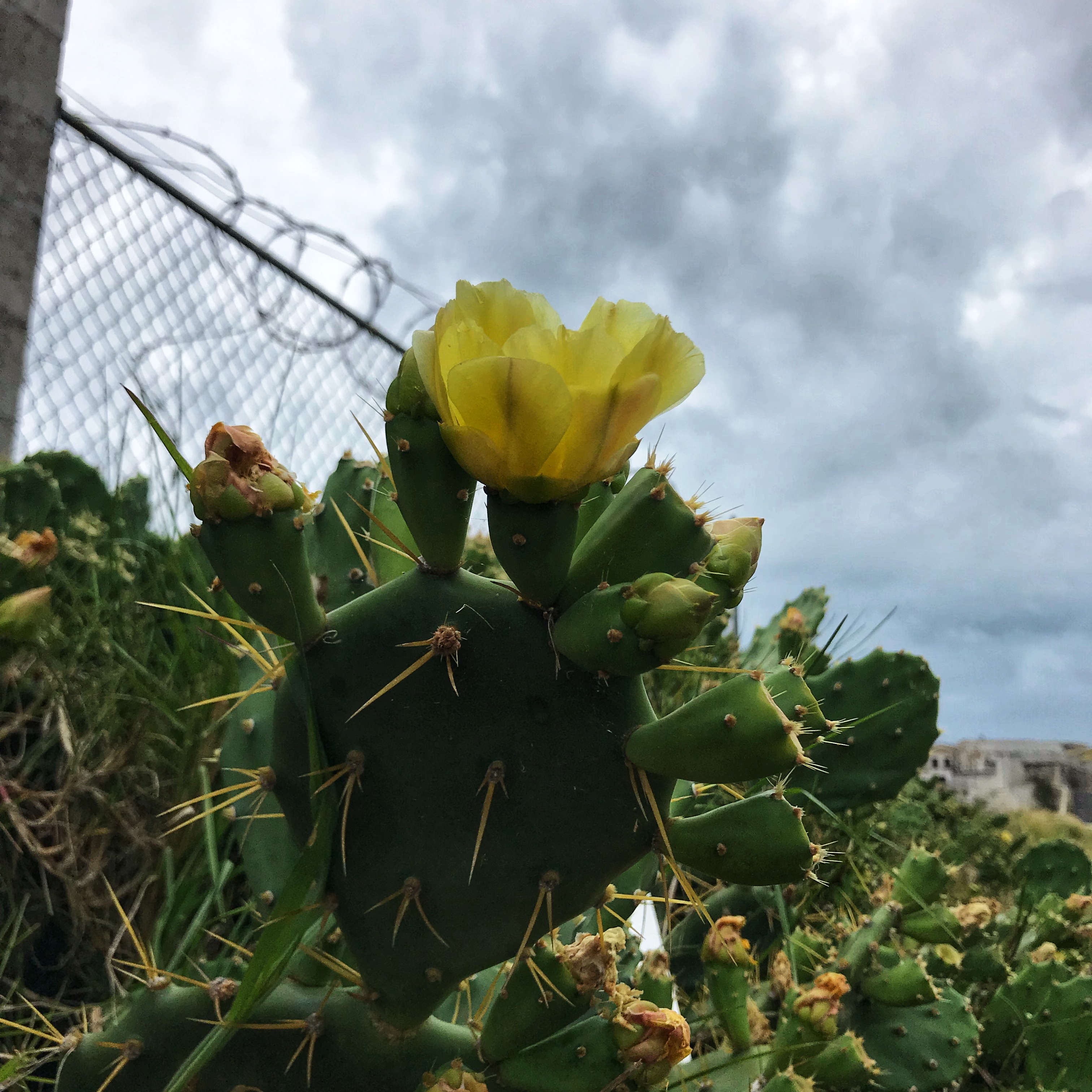 Blooming prickly pear cactus in front of a razor wire fence